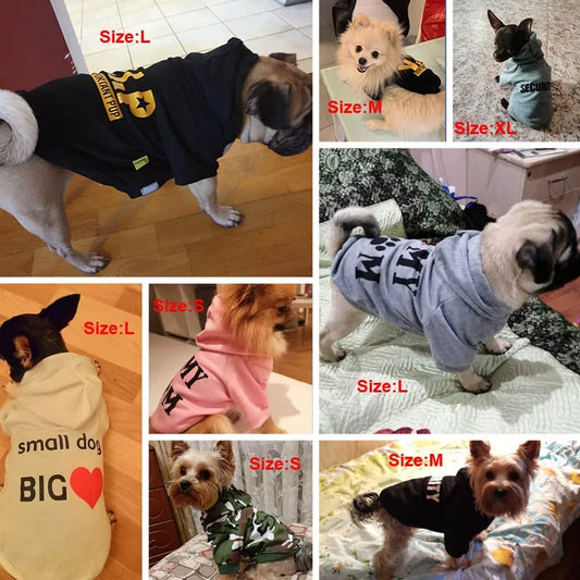 Adorable Small Dog Hoodies